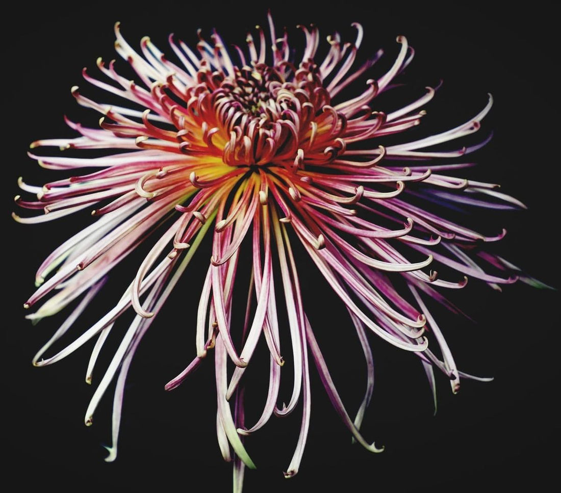 Japan Spider flower seeds