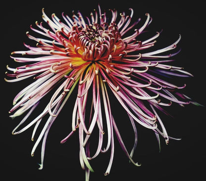 Japan Spider flower seeds