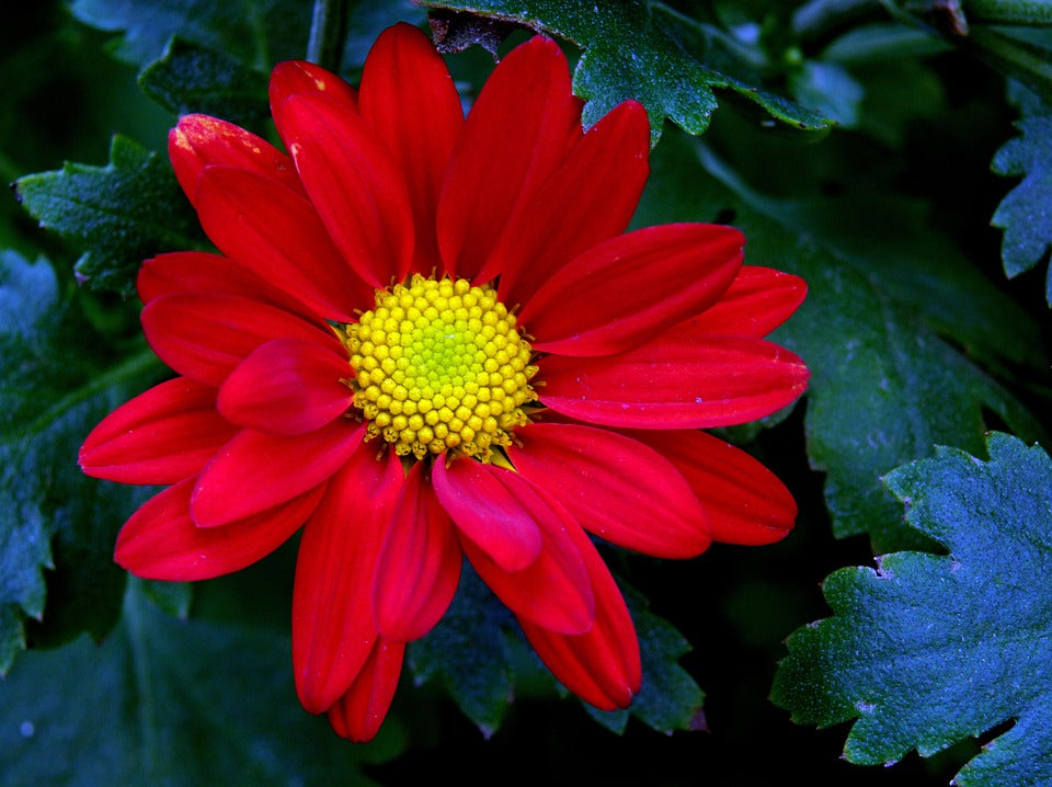 Chrysanthemum flower seeds