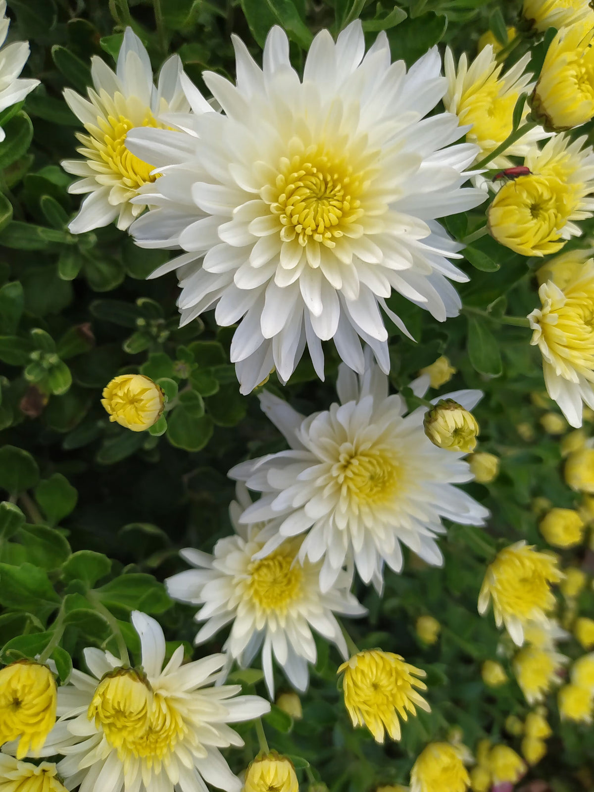 White and yellow chrysanthemum flowers growing in a sunny home garden