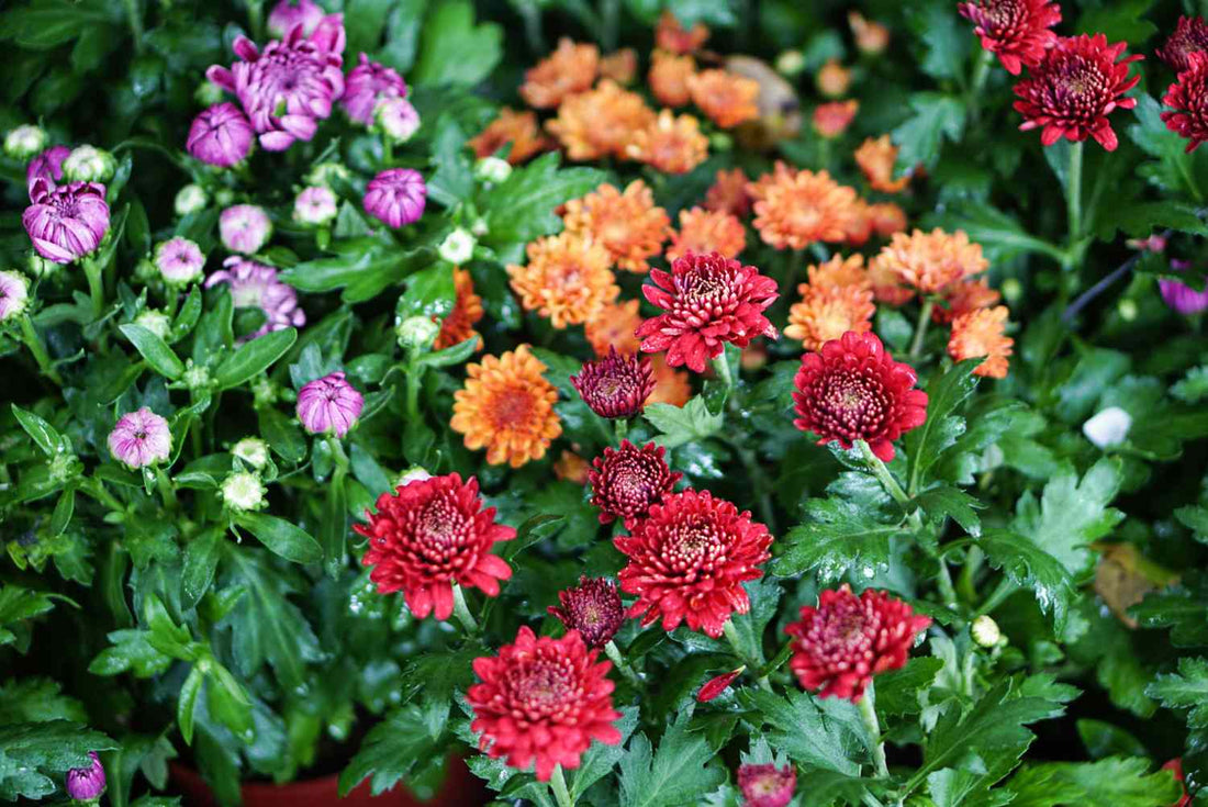 Chrysanthemum Perennial flower seeds