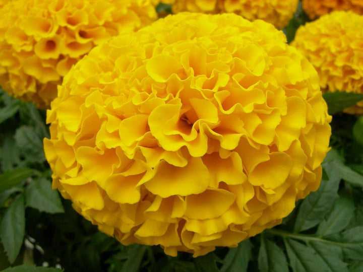 Chrysanthemum Marigold flower seeds