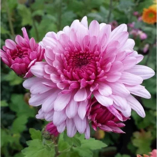 Pink White flower seeds