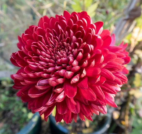 Red chrysanthemum flowers growing from seeds in a home garden