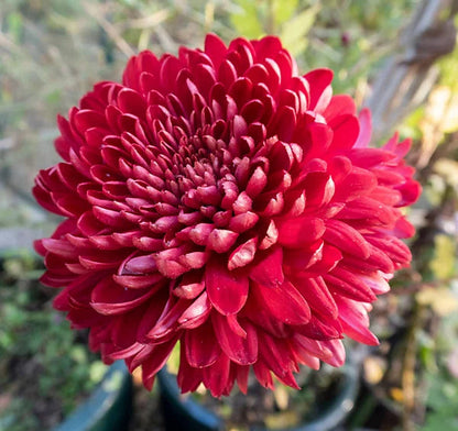 Red chrysanthemum flowers growing from seeds in a home garden