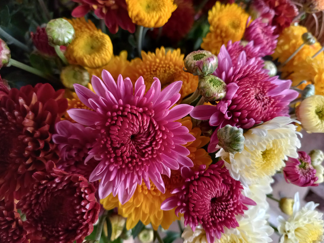 Chrysanthemum flower seeds
