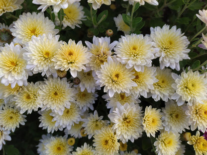 White and yellow chrysanthemum flowers growing in a sunny home garden