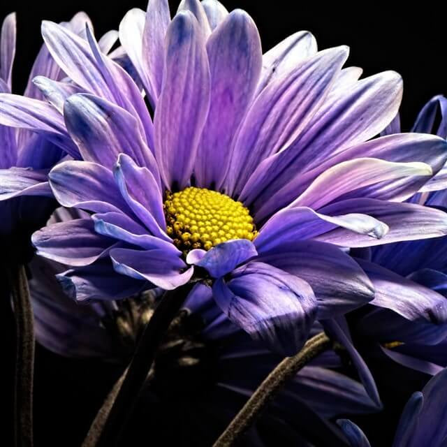 Blue Violet chrysanthemum plant