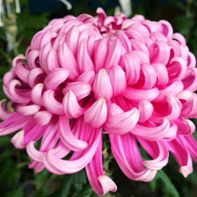 Crisantemos chrysanthemum plant