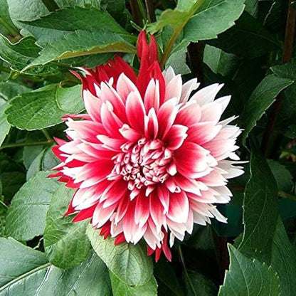 Red White chrysanthemum plant