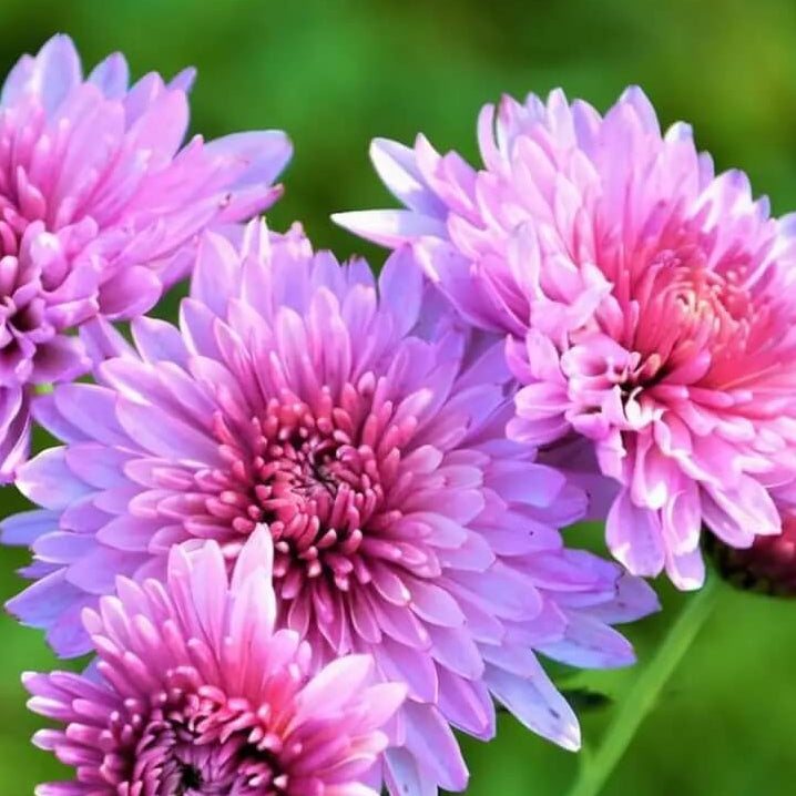 Purple White chrysanthemum plant