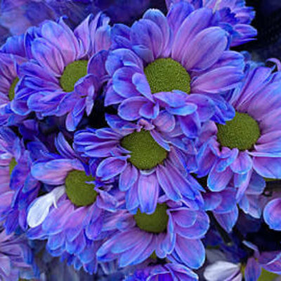Blue Yellow chrysanthemum plant