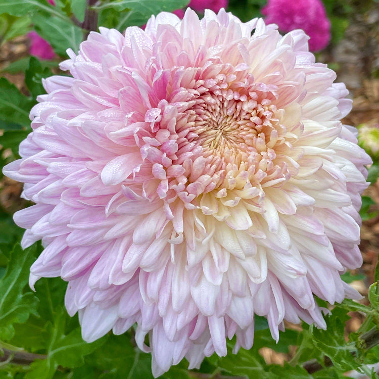 Bonsai chrysanthemum plant