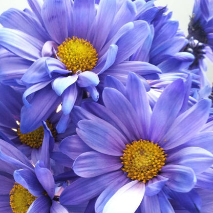 Blue Yellow chrysanthemum plant