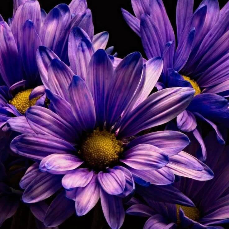 Blue Violet chrysanthemum plant