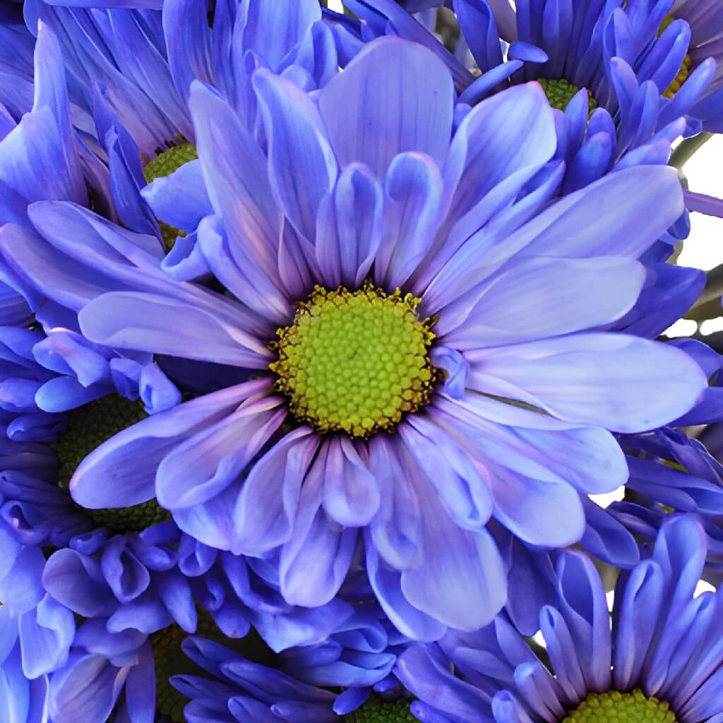 Blue Yellow chrysanthemum plant