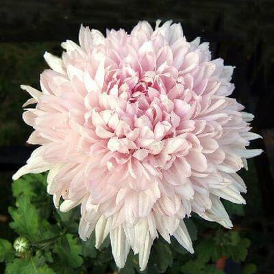Bonsai chrysanthemum plant