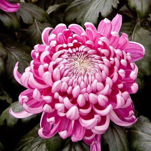 Crisantemos chrysanthemum plant