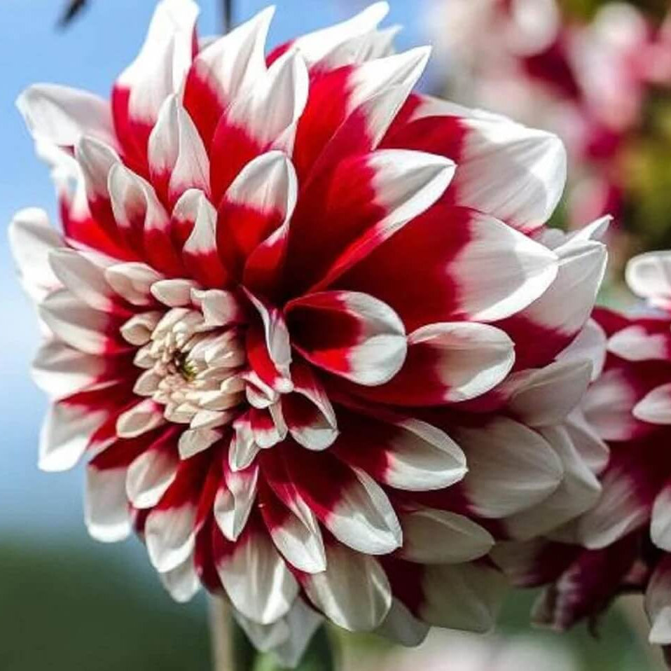 Red White chrysanthemum plant