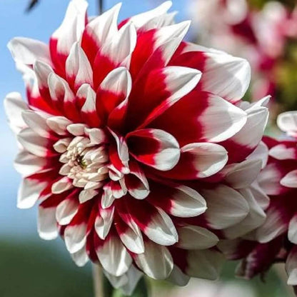 Red White chrysanthemum plant