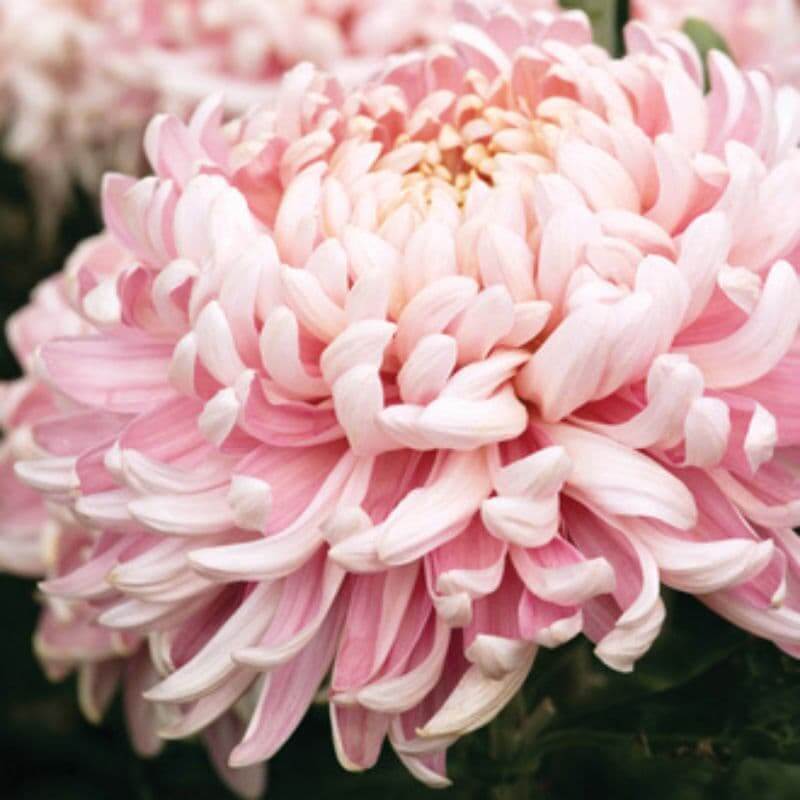 Pink White chrysanthemum plant