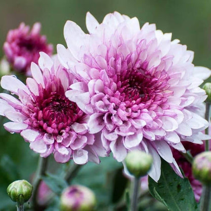 Purple White chrysanthemum plant