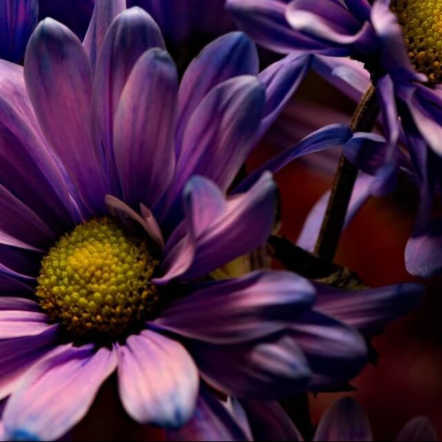 Blue Violet chrysanthemum plant