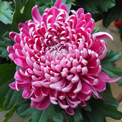 Crisantemos chrysanthemum plant