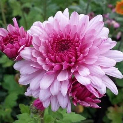 Purple White chrysanthemum plant