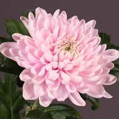 Pink White chrysanthemum plant