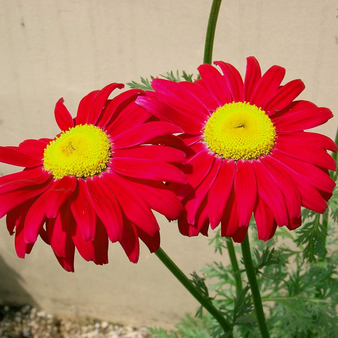 Chrysanthemum Robinson flower seeds