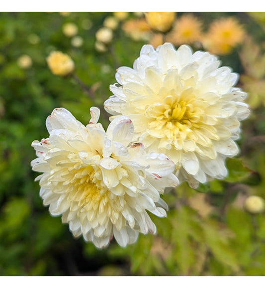 Yellow White flower seeds