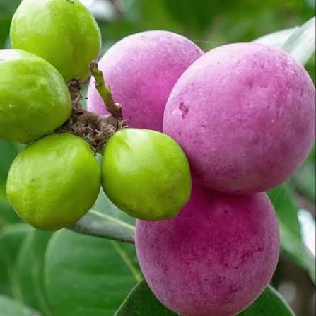 Chrysobalanus Icaco Fruit Seeds for Planting for Growing Cocoplum