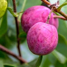Chrysobalanus Icaco Fruit Seeds for Planting for Growing Cocoplum