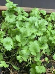 Cilantro Herb Seeds for Planting – Heirloom Non-GMO Garden Seeds