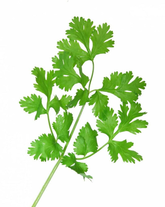 Fiesta Cilantro Herb Seeds for Planting – Heirloom Non-GMO Garden Seeds