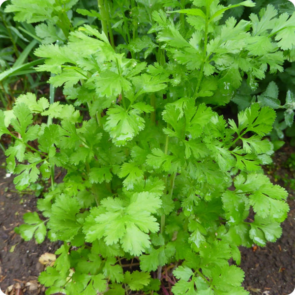 Cilantro Santo Herb Seeds for Planting – Heirloom Non-GMO Garden Seeds