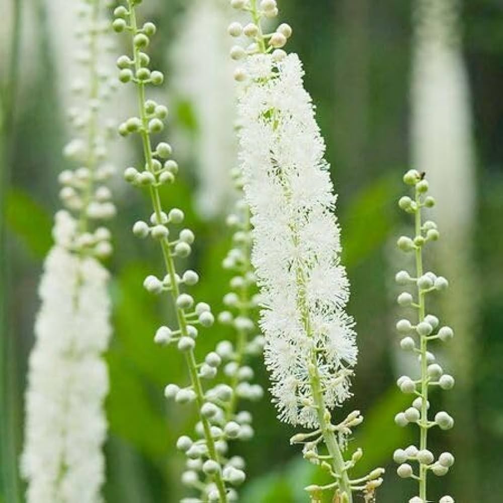 Cimicifuga flower seeds