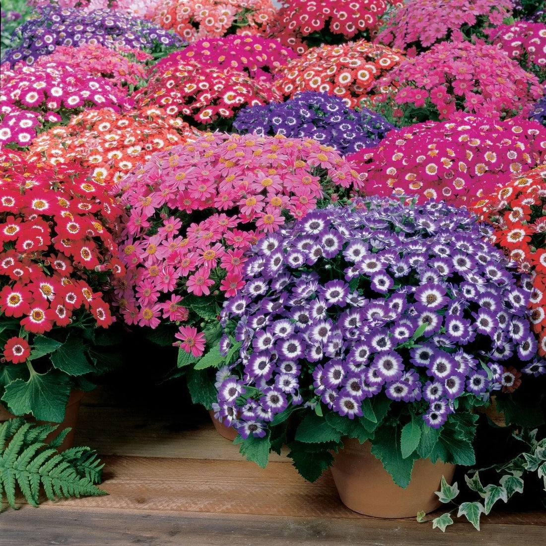 Cineraria flower seeds