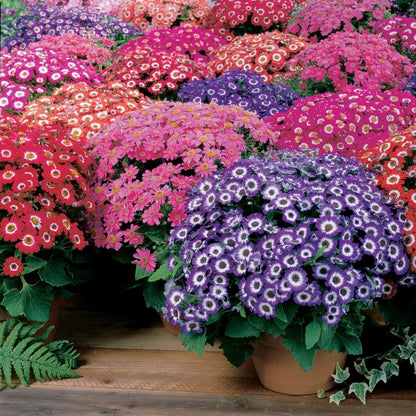 Cineraria flower seeds