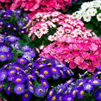 White Purple Cineraria Flowers in Cool Season Garden