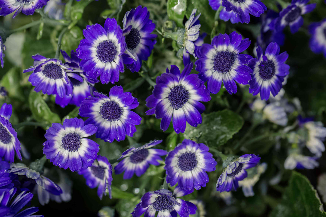 Purple Florists flower seeds