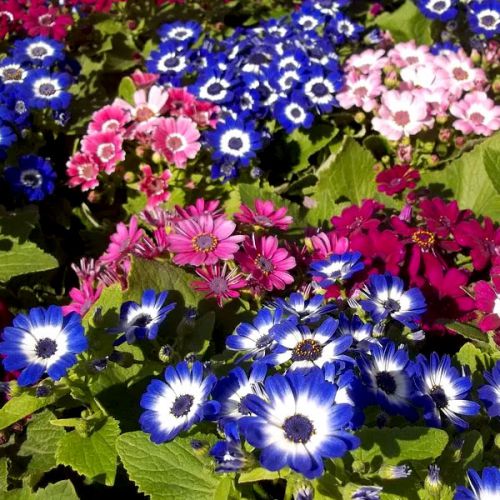 Color flower seeds