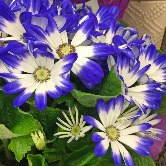 Blue And flower seeds