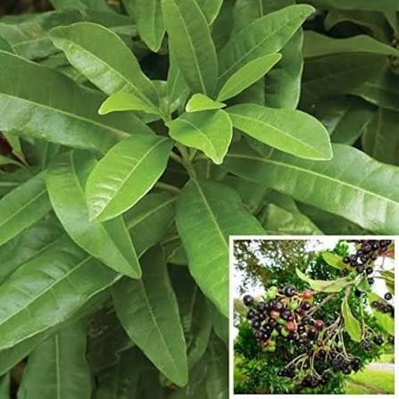 Camphor Tree Cinnamomum camphora evergreen tree featuring glossy green leaves, bronze new growth, and aromatic foliage