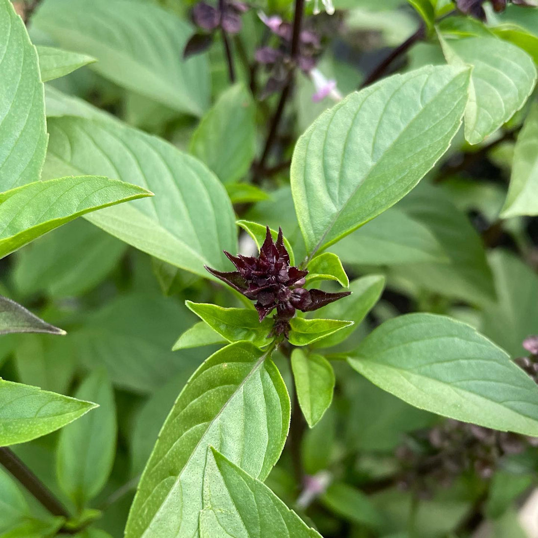 Cinnamon Basil Herb Seeds for Planting – Heirloom Non-GMO Garden Seeds