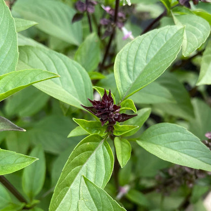 Cinnamon Basil Herb Seeds for Planting – Heirloom Non-GMO Garden Seeds