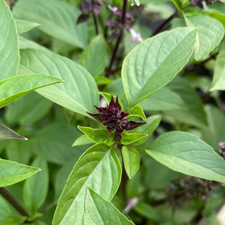 Cinnamon Basil Herb Seeds for Planting – Heirloom Non-GMO Garden Seeds