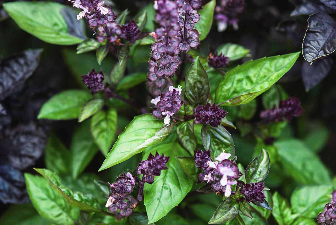 Cinnamon Basil Herb Seeds for Planting – Heirloom Non-GMO Garden Seeds