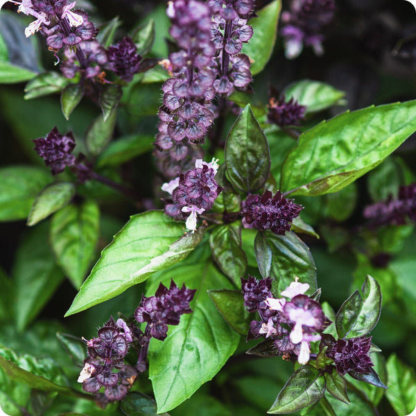 Cinnamon Basil Herb Seeds for Planting – Heirloom Non-GMO Garden Seeds